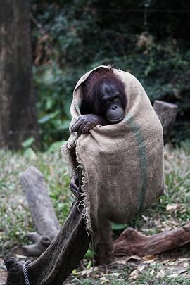 奇趣動(dòng)物園