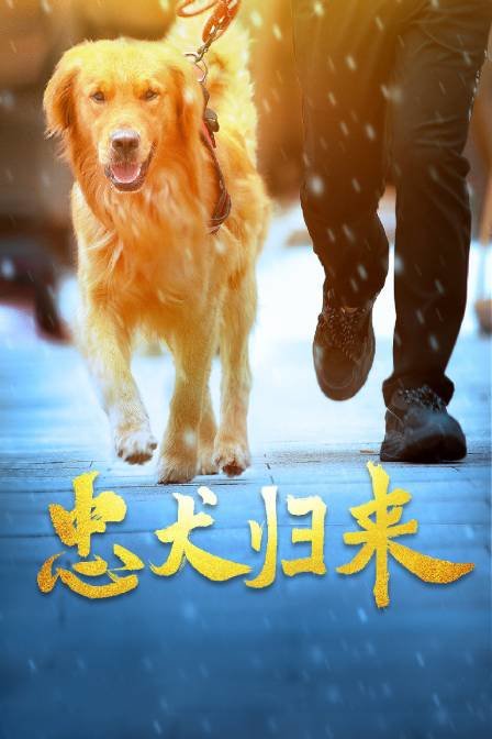 忠犬歸來(lái)