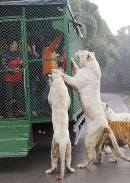 動物園的野生世界 第二季