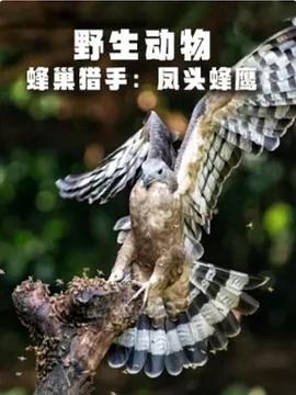 野生動物：蜂巢獵手-鳳頭蜂鷹